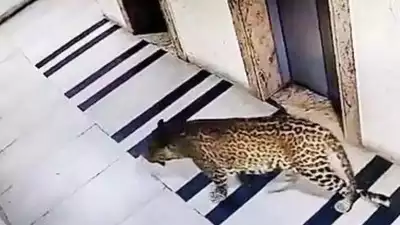 leopard in bengaluru 